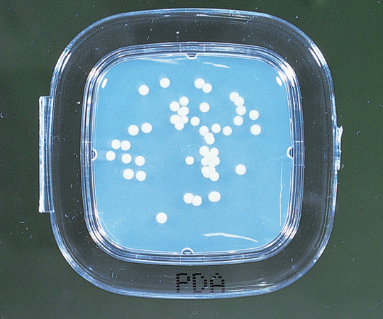 細菌検出用培地 DDチェッカー （CP加PD寒天） 04290