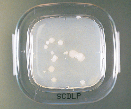 細菌検出用培地 DDチェッカー （SCDLP寒天） 04330
