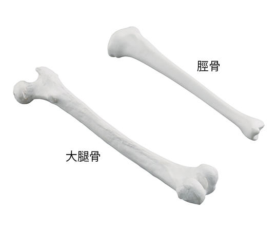 ナビトレ大腿骨