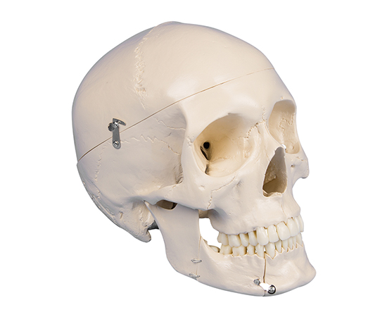 ４５１３　頭蓋骨モデル