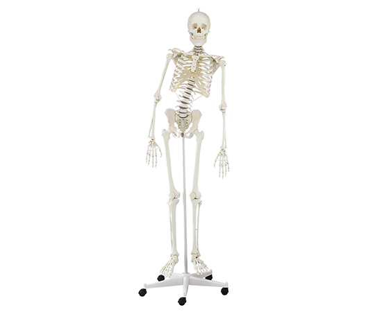 ３０１４　脊椎可動式　骨格モデル