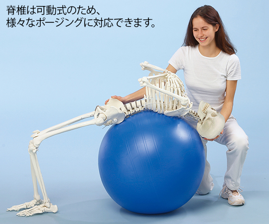 ３０１４　脊椎可動式　骨格モデル