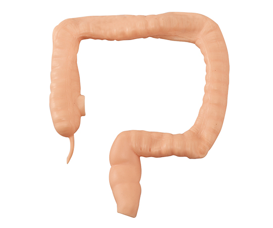 ナビトレ大腸直腸モデル