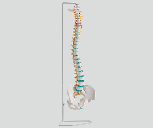 脊椎可動型モデルＡ２５０